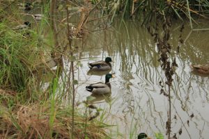 Ducks in Pond, Anisq'Oyo' Park